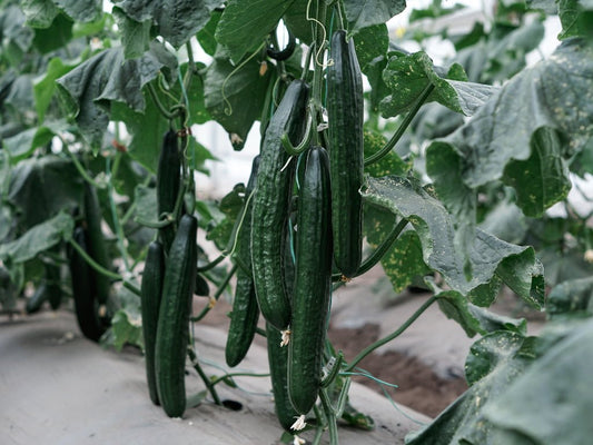 SEMILLA PEPINO HOMERO F1