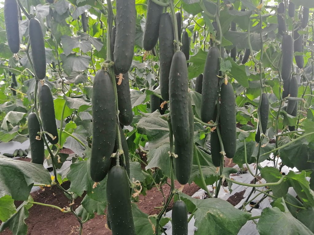 SEMILLA PEPINO MONTEBELLO F1