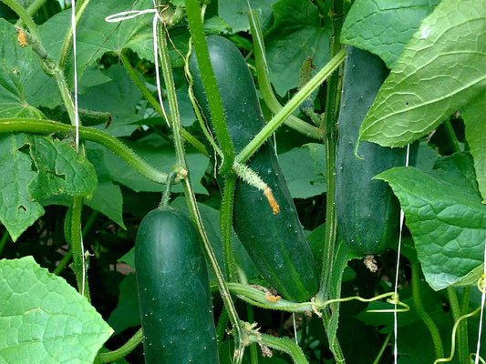 SEMILLA PEPINO PORTOBELLO F1