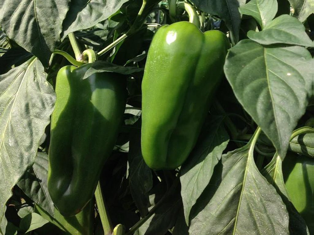 SEMILLA PIMENTON CACIQUE F1