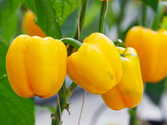 SEMILLA PIMENTON FENIX F1