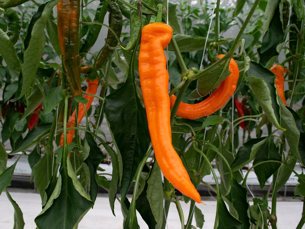 SEMILLA PIMENTON KYRA F1