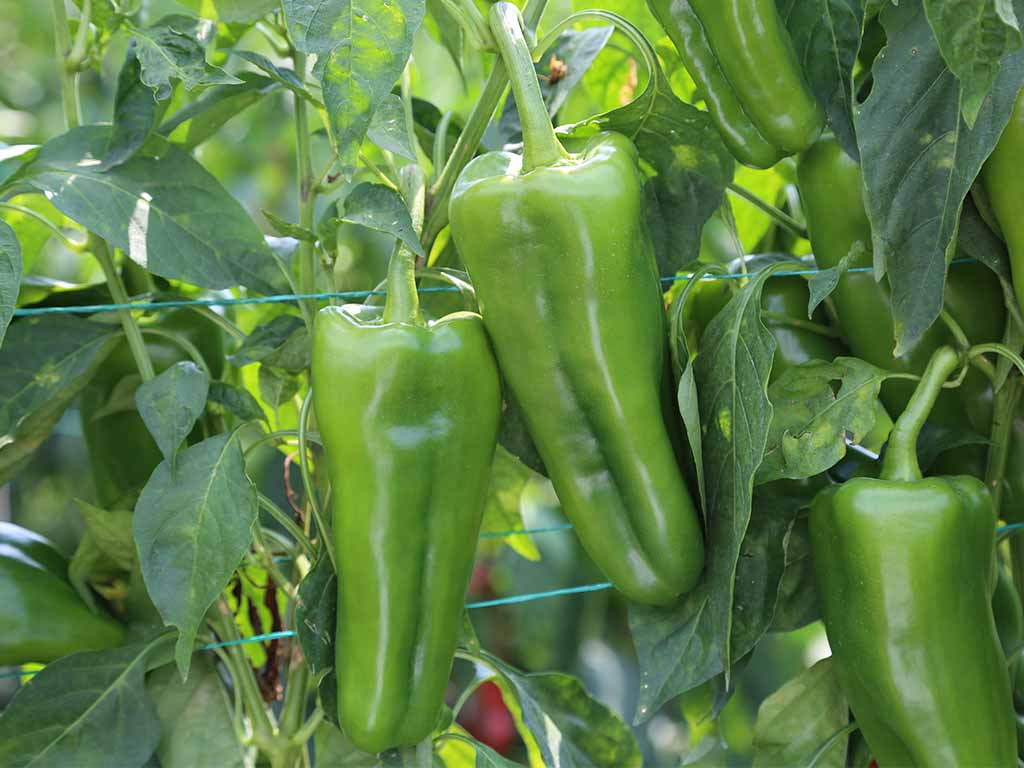 SEMILLA PIMENTON PATRICIO F1