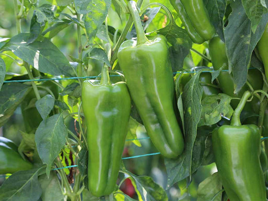 SEMILLA PIMENTON PATRICIO F1