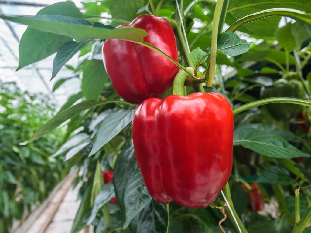 SEMILLA PIMENTON PEGASOS F1