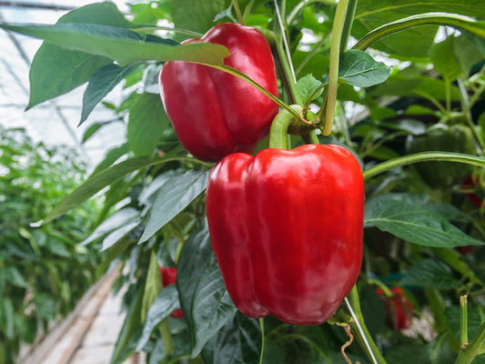 SEMILLA PIMENTON PEGASOS F1