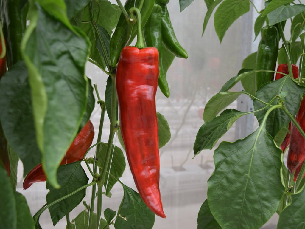 SEMILLA PIMENTON TURIN F1