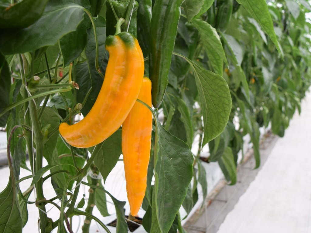 SEMILLA PIMENTON ZAZU F1