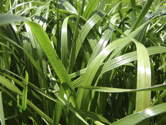 SEMILLA RYEGRASS ANUAL BIG DADDY