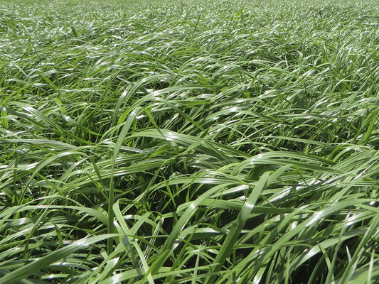 SEMILLA RYEGRASS IBEX