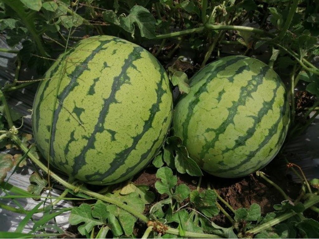 SEMILLA SANDIA ANTONELLA F1