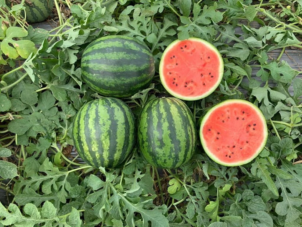 SEMILLA SANDIA MIRELLA F1