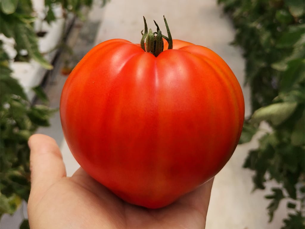 SEMILLA TOMATE CAURALINA F1