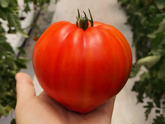 SEMILLA TOMATE CAURALINA F1