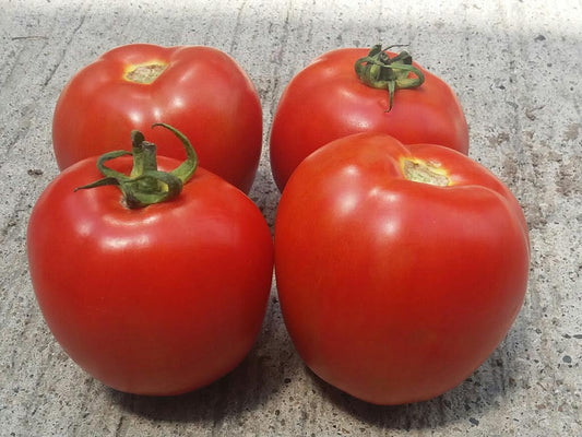 SEMILLA TOMATE DANTE F1