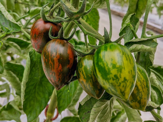 SEMILLA TOMATE FERRERO F1