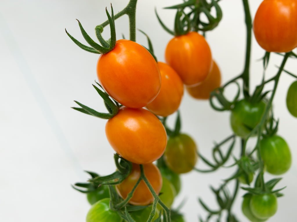 SEMILLA TOMATE RAZOLO F1