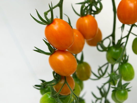 SEMILLA TOMATE RAZOLO F1