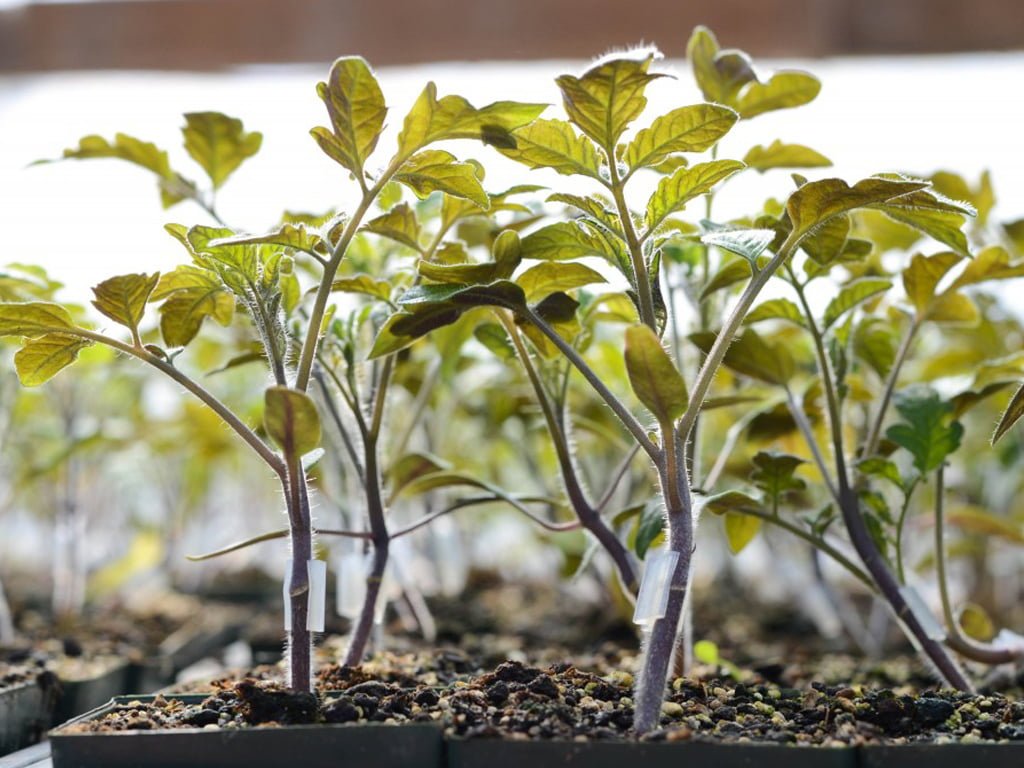 SEMILLA TOMATE RESISTAR F1