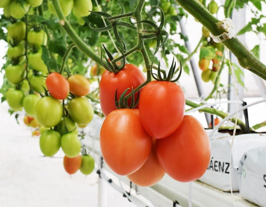 SEMILLA TOMATE SIR ELYAN F1