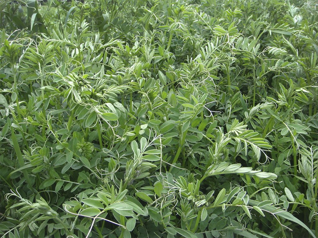 SEMILLA VICIA ATROPURPUREA