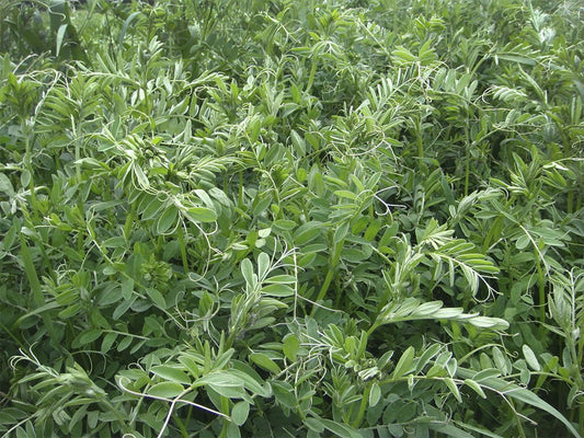 SEMILLA VICIA ATROPURPUREA