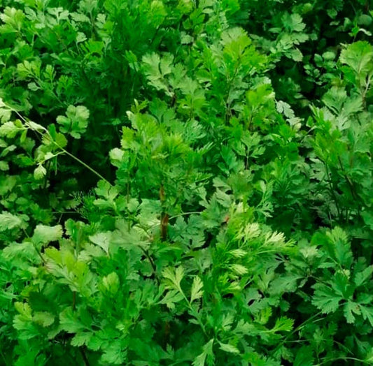 CILANTRO SLOW BOLT