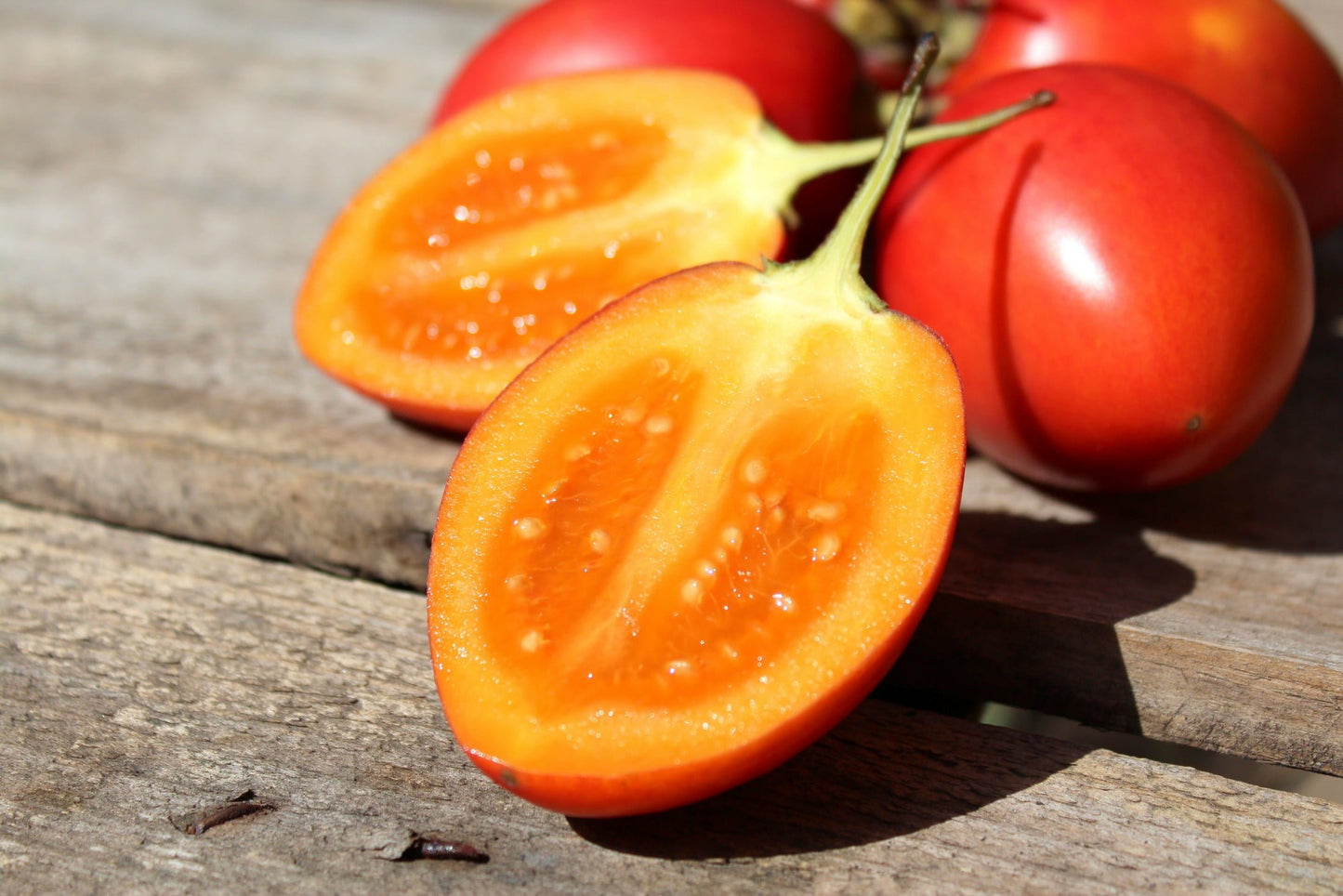 SEMILLA DE TOMATE DE ÁRBOL