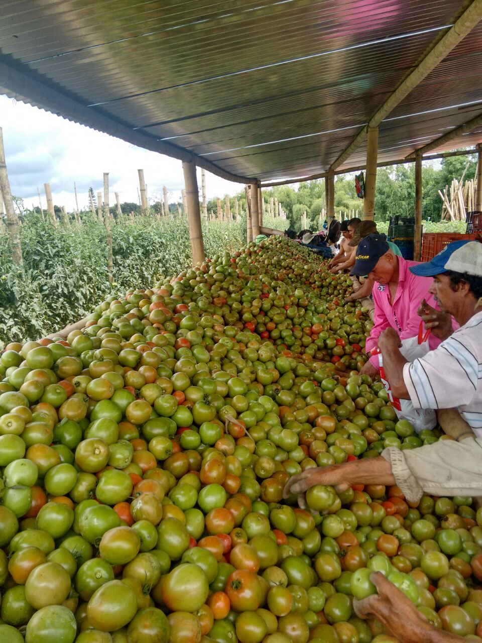 SEMILLA TOMATE CHONTO ROBLE F1 - 5.000sem