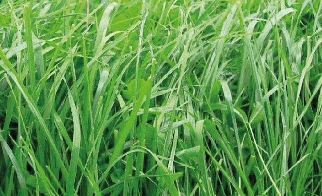 PASTO TITAN BLEND DRY