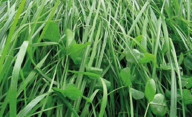 PASTO TITAN BLEND FORAGE