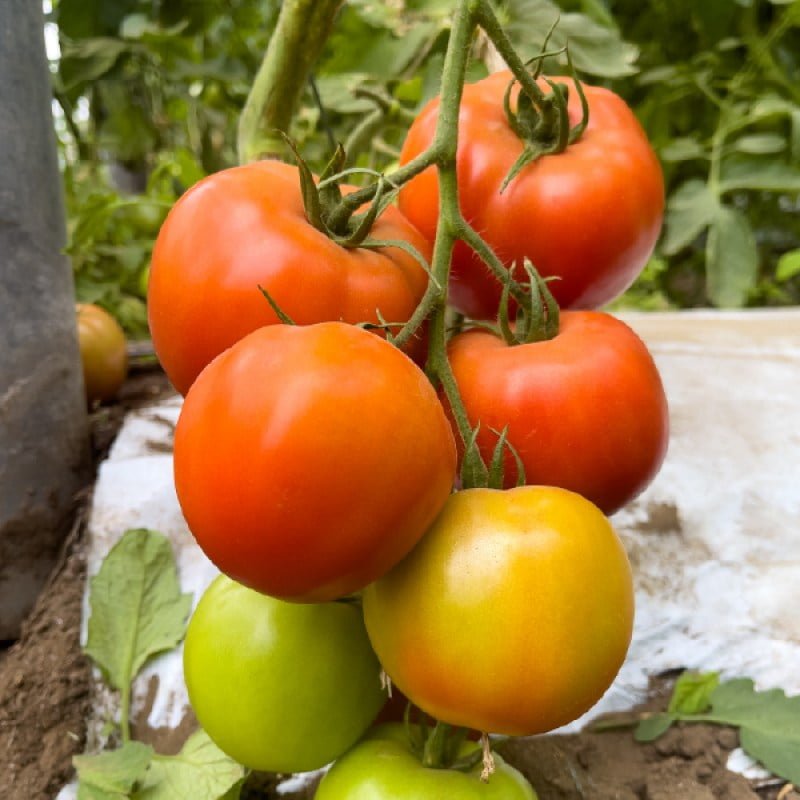 TOMATE LIBERTADOR F1