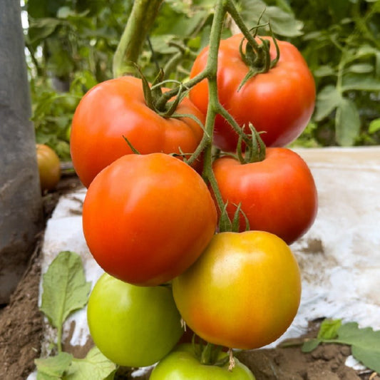 TOMATE LIBERTADOR F1