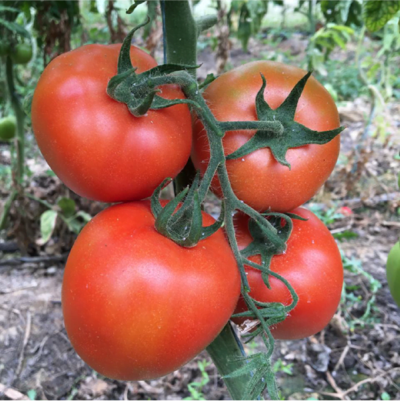 TOMATE MONARCA F1