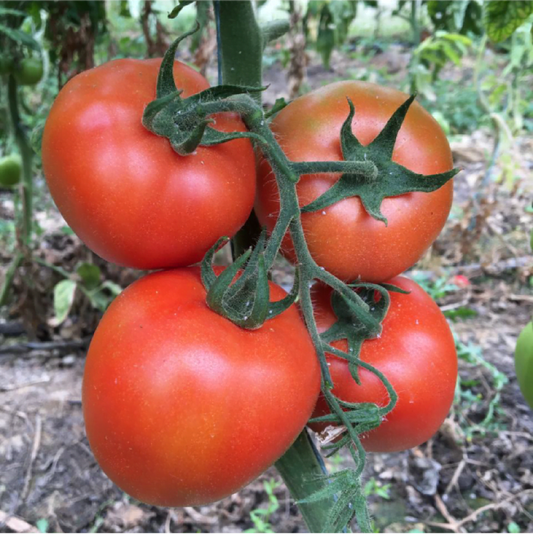 TOMATE MONARCA F1