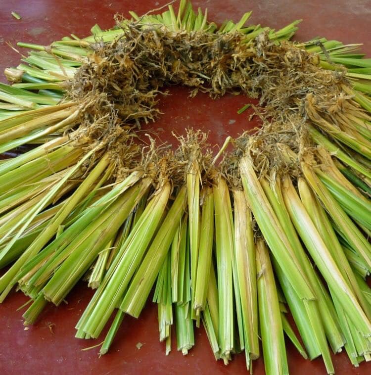 PASTO VETIVER ESTABILIZACIÓN DE TALUDES