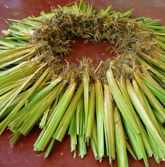 PASTO VETIVER ESTABILIZACIÓN DE TALUDES