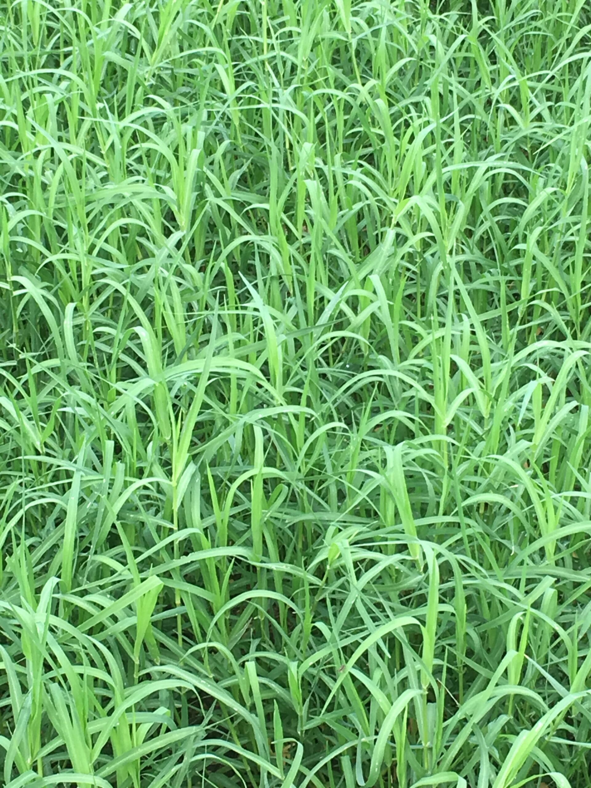 PASTO TIFTON 85
