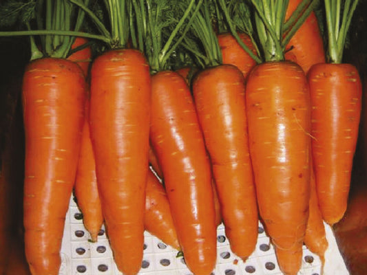 ZANAHORIA MIRAFLORES F1