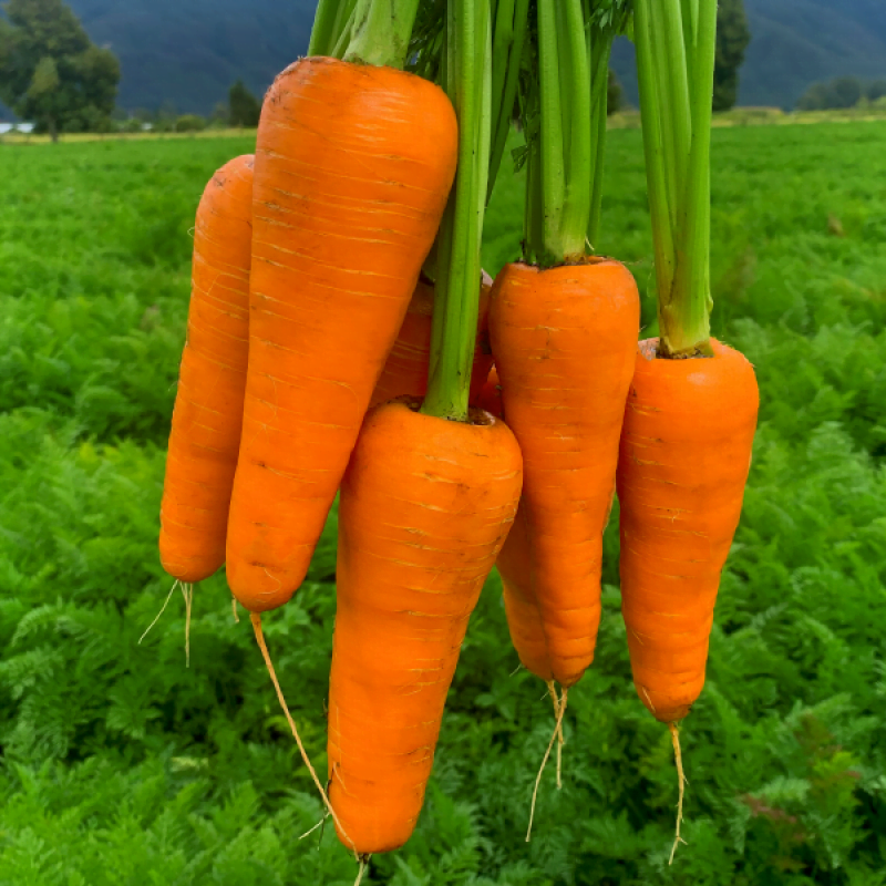 ZANAHORIA IMPERIAL F1