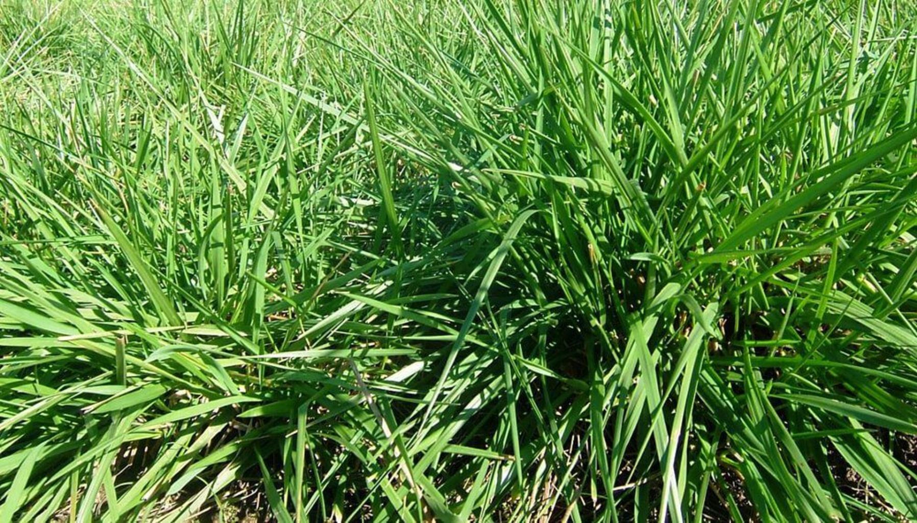 SEMILLA FESTUCA ALTA