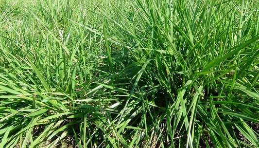 SEMILLA FESTUCA ALTA