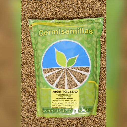 SEMILLA BRACHIARIA BRIZANTHA TOLEDO - Recubierta x Kg