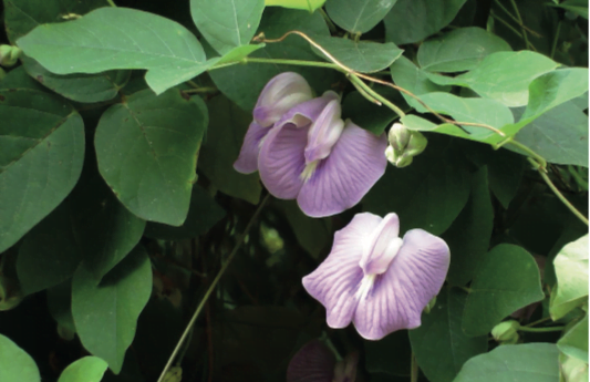 SEMILLA DE CENTROSEMA LEGUMINOSA