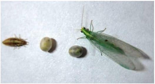 CONTROLADOR BIOLÓGICO CRISOPA