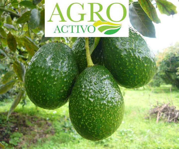 Fungicida Biológico Amylo-X SC - 4lts