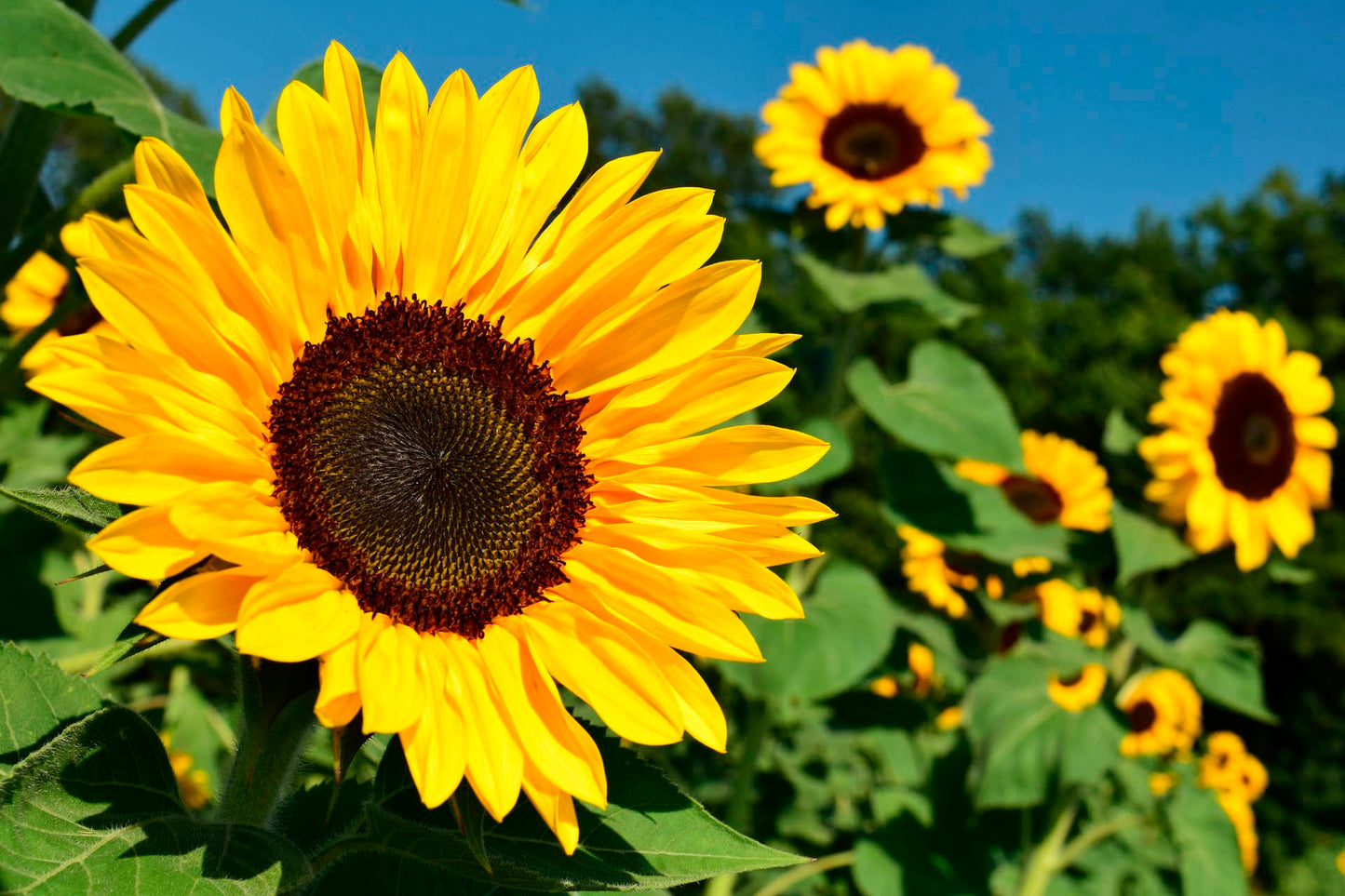 SEMILLAS DE GIRASOL AMARILLO