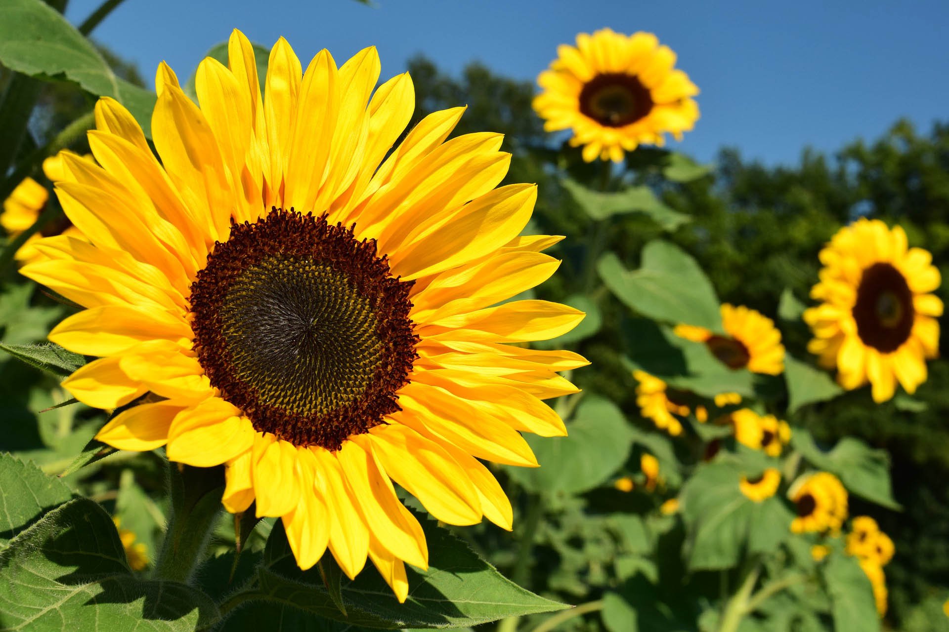 SEMILLAS DE GIRASOL AMARILLO