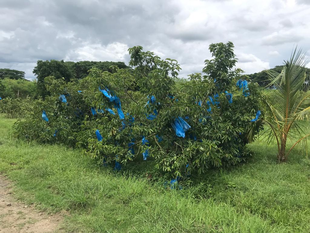 BOLSAS PARA GUANÁBANA