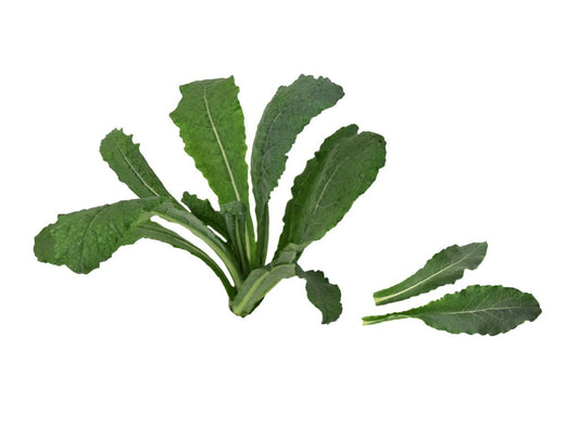 SEMILLA KALE TOSCANO